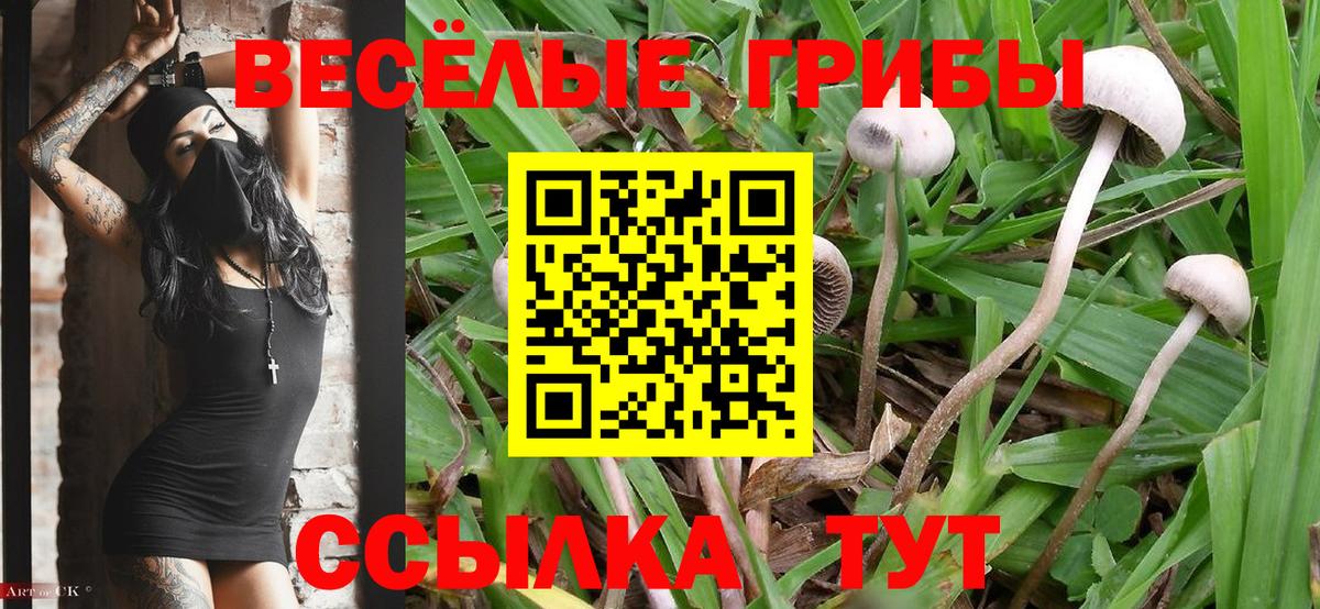 Псилоцибиновые грибы Psilocybine cubensis Бийск
